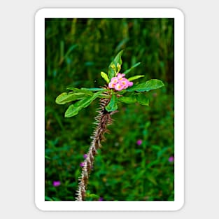 Pink Crown of Thorns Sticker